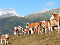 Die Umgebung in Ernen im Kanton Wallis